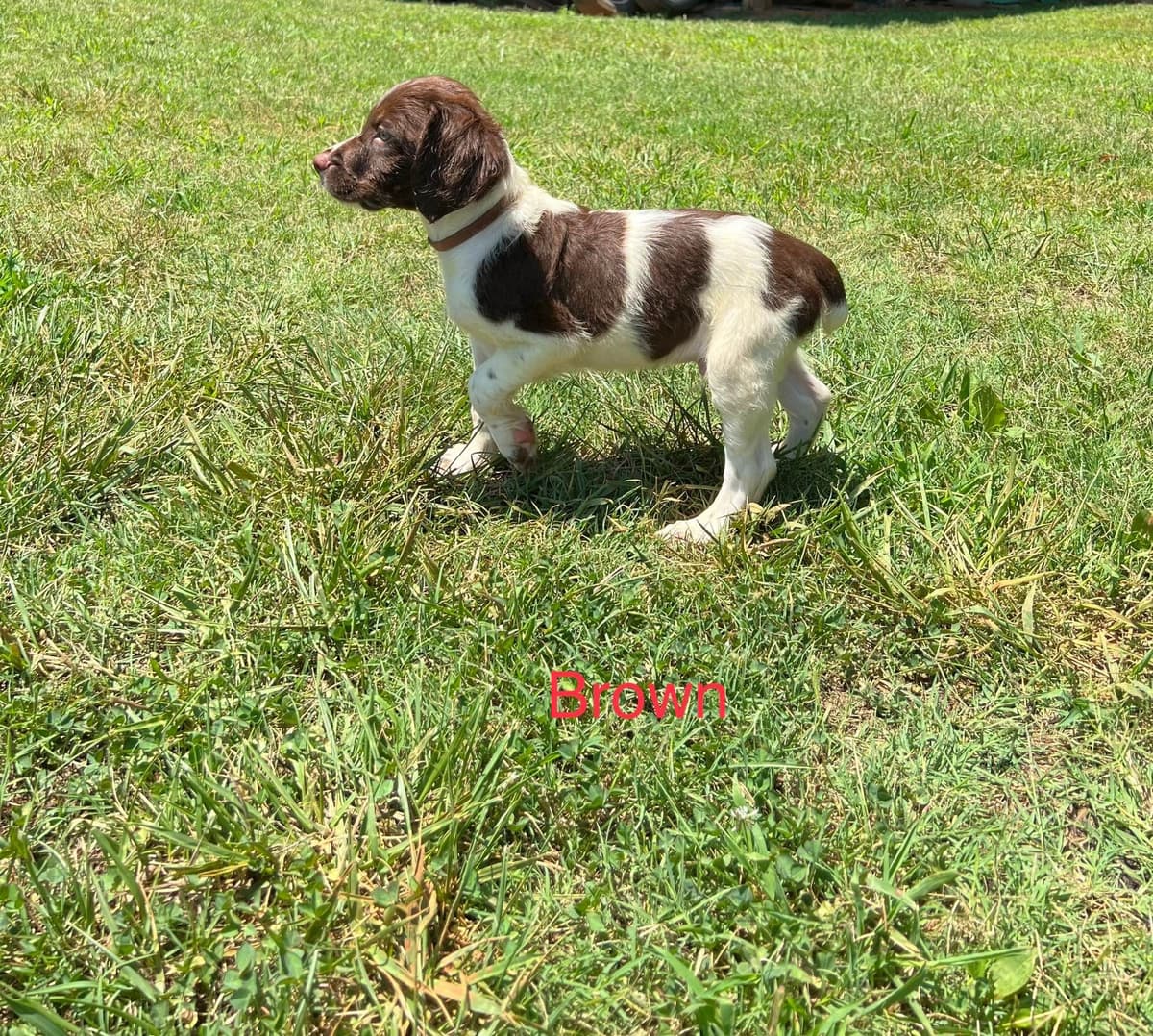 Brittany Puppies breeder image 18