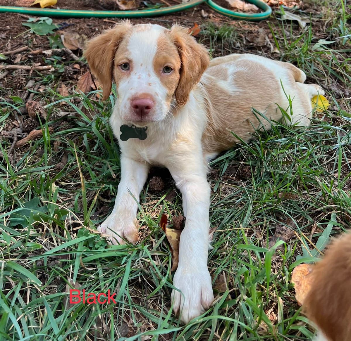 Brittany Puppies breeder image 22