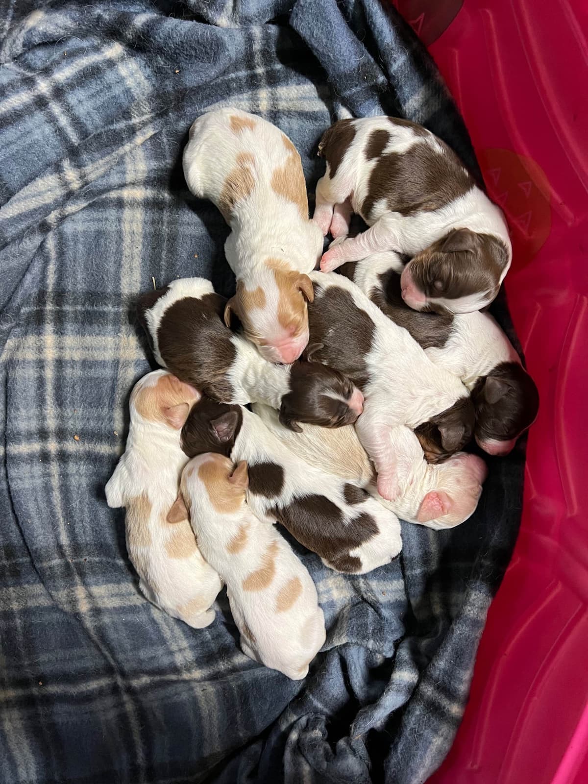 Brittany Puppies breeder image 14
