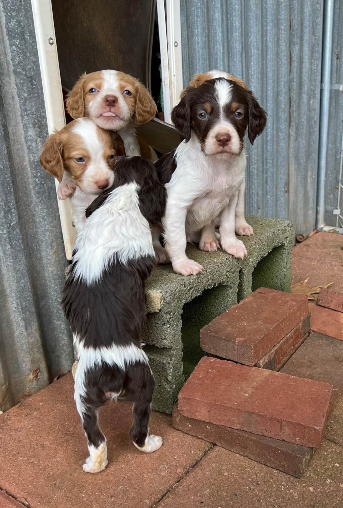 Brittany Puppies breeder image 25