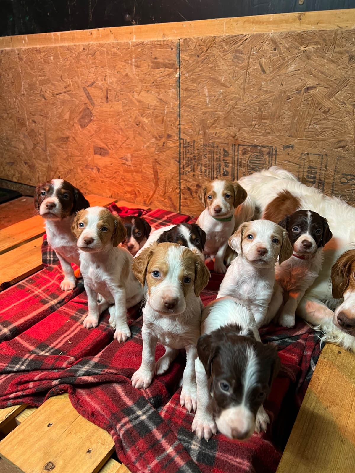 Brittany Puppies breeder image 26