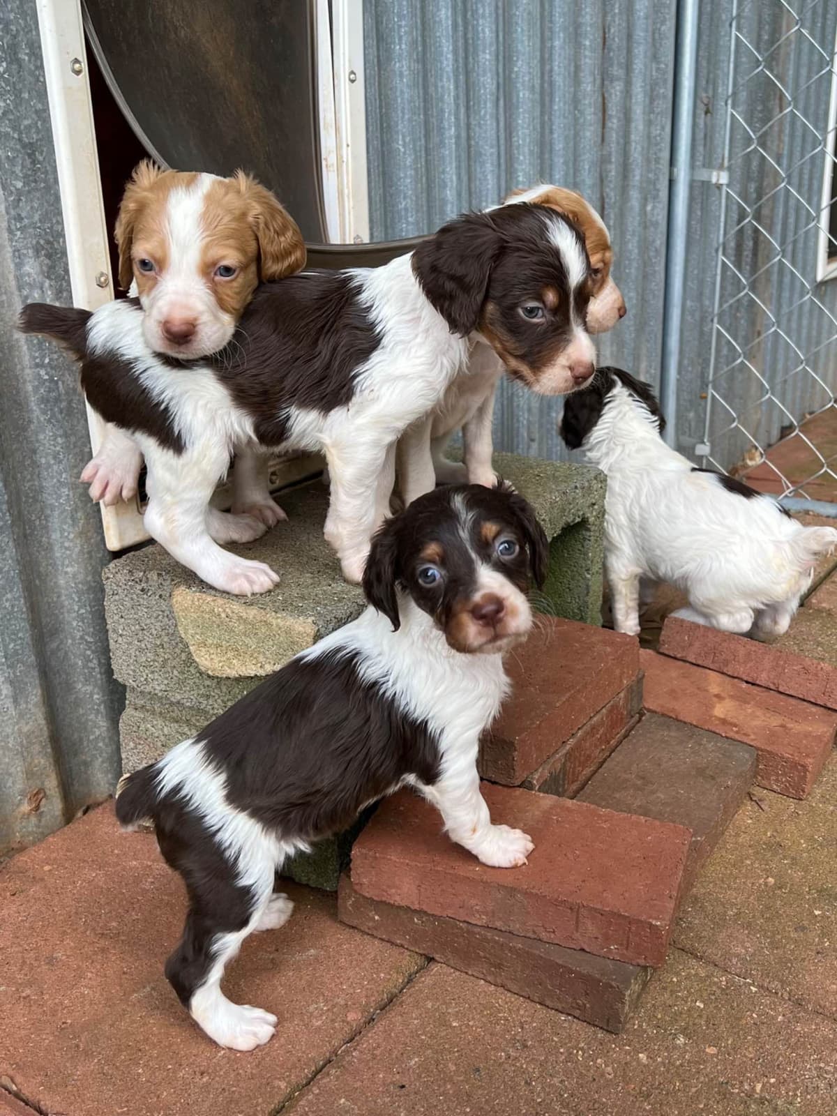 Brittany Puppies breeder image 13