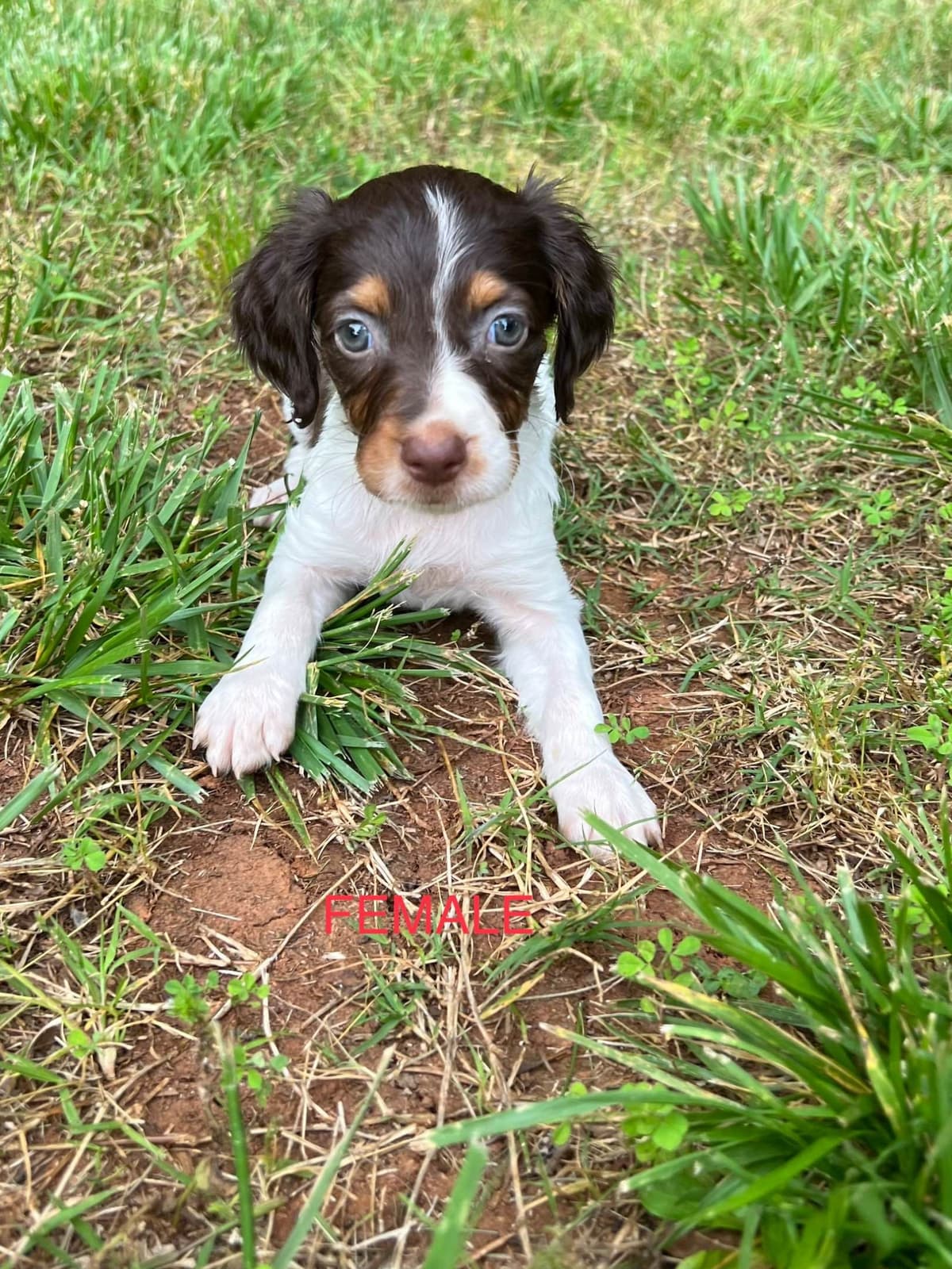 Brittany Puppies breeder image 11