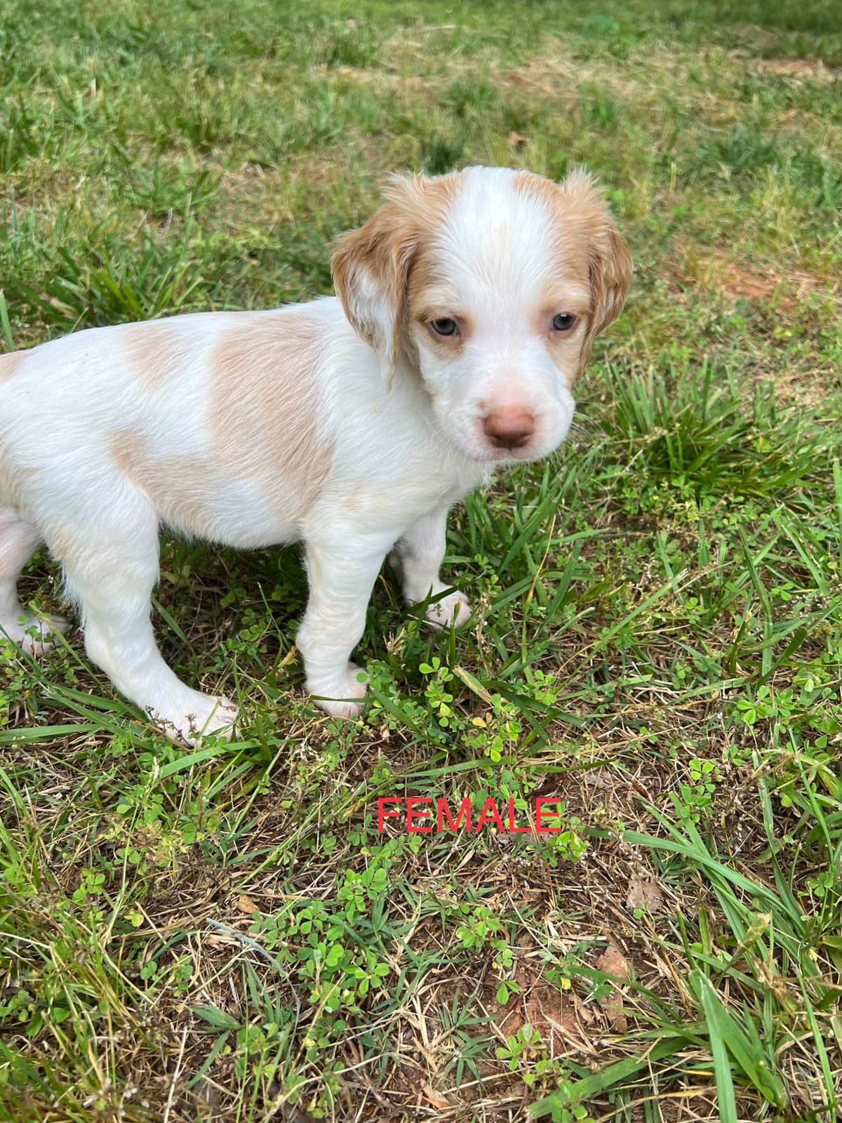 Brittany Puppies breeder image 12