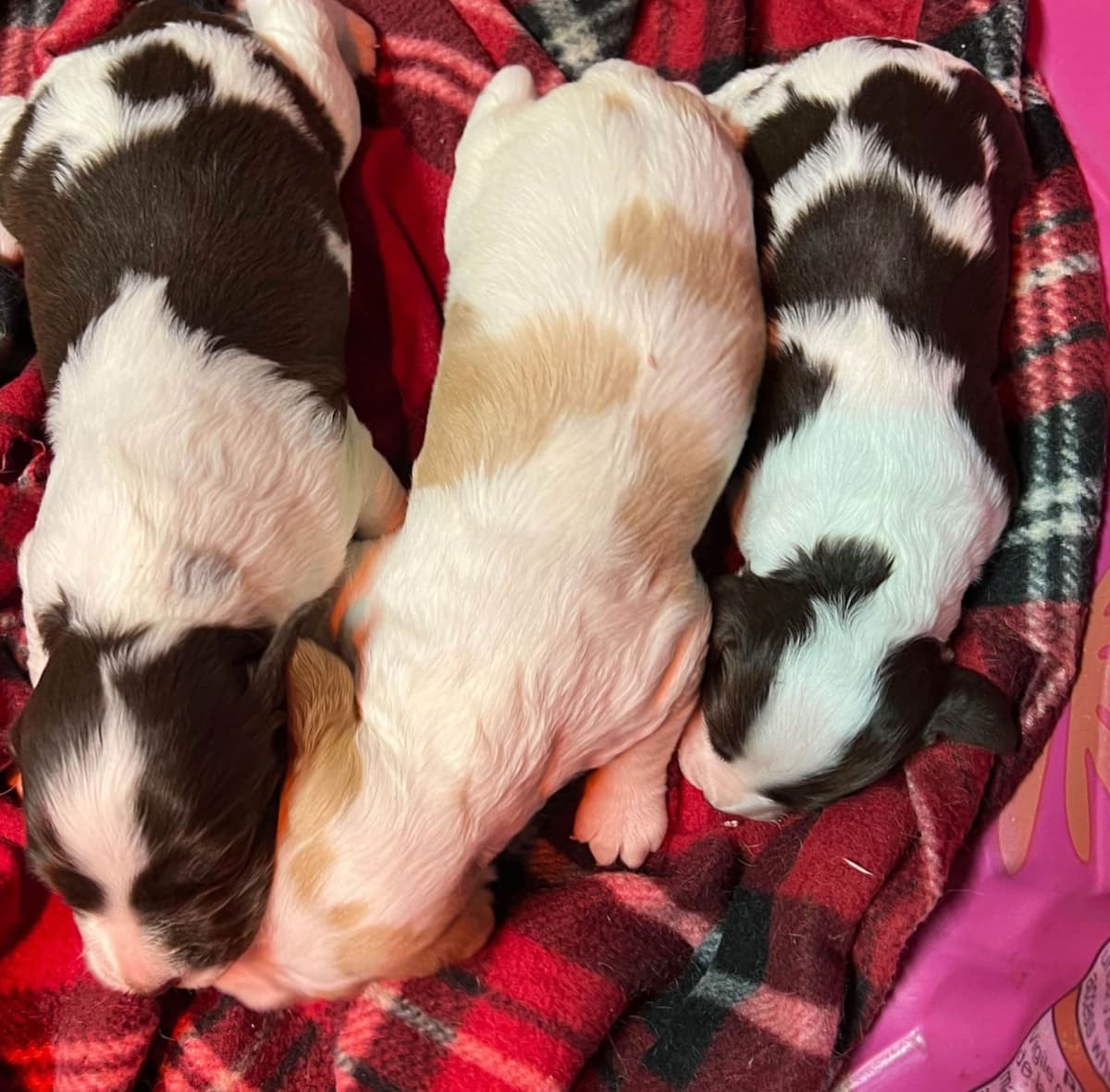 Brittany Puppies breeder image 29