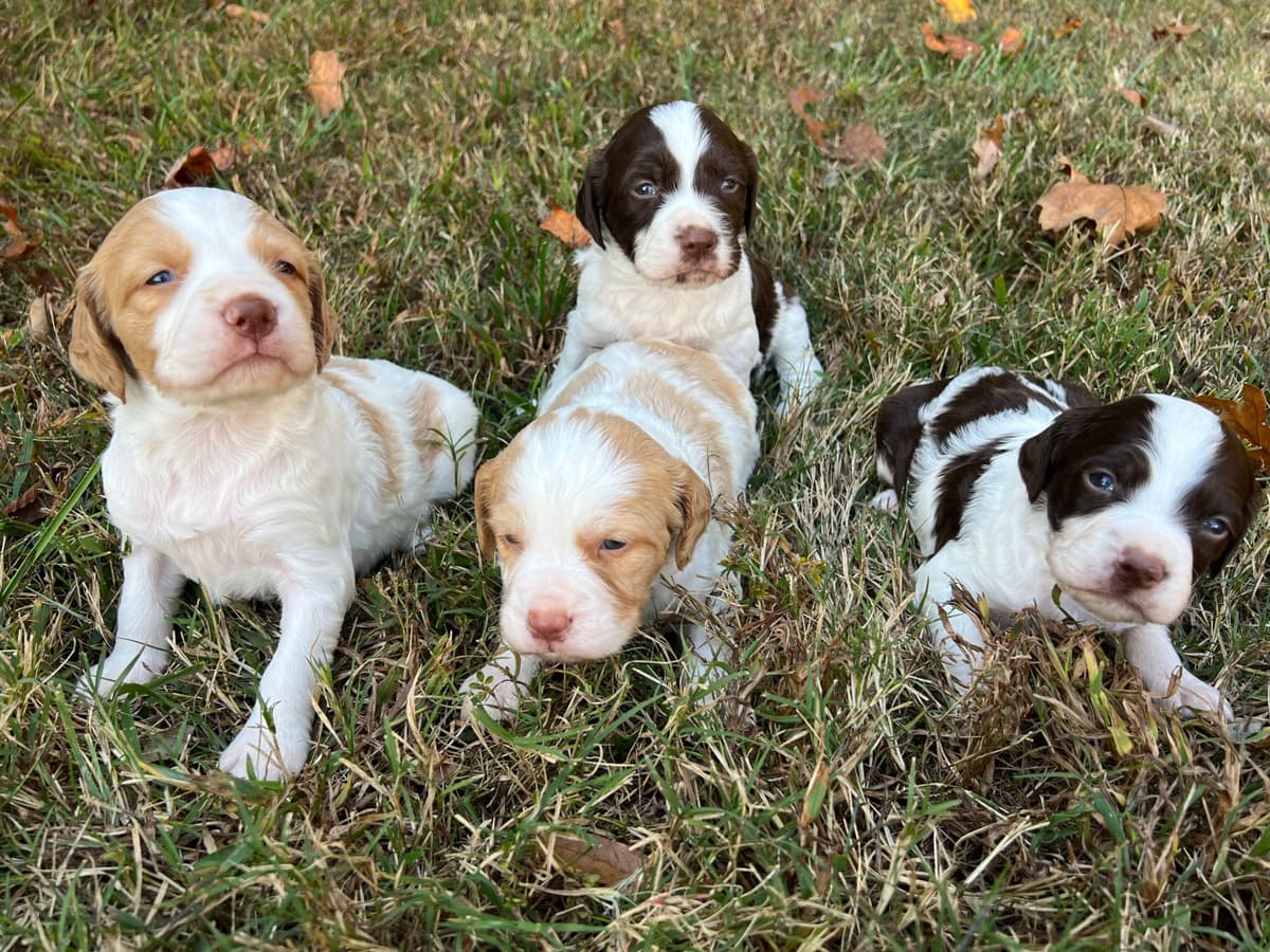 Brittany Puppies breeder image 9
