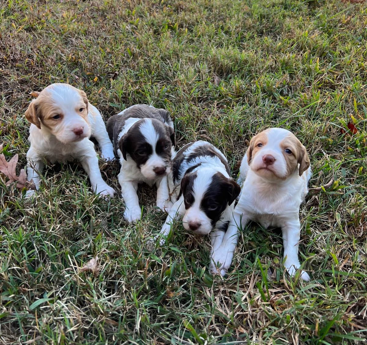 Brittany Puppies breeder image 10