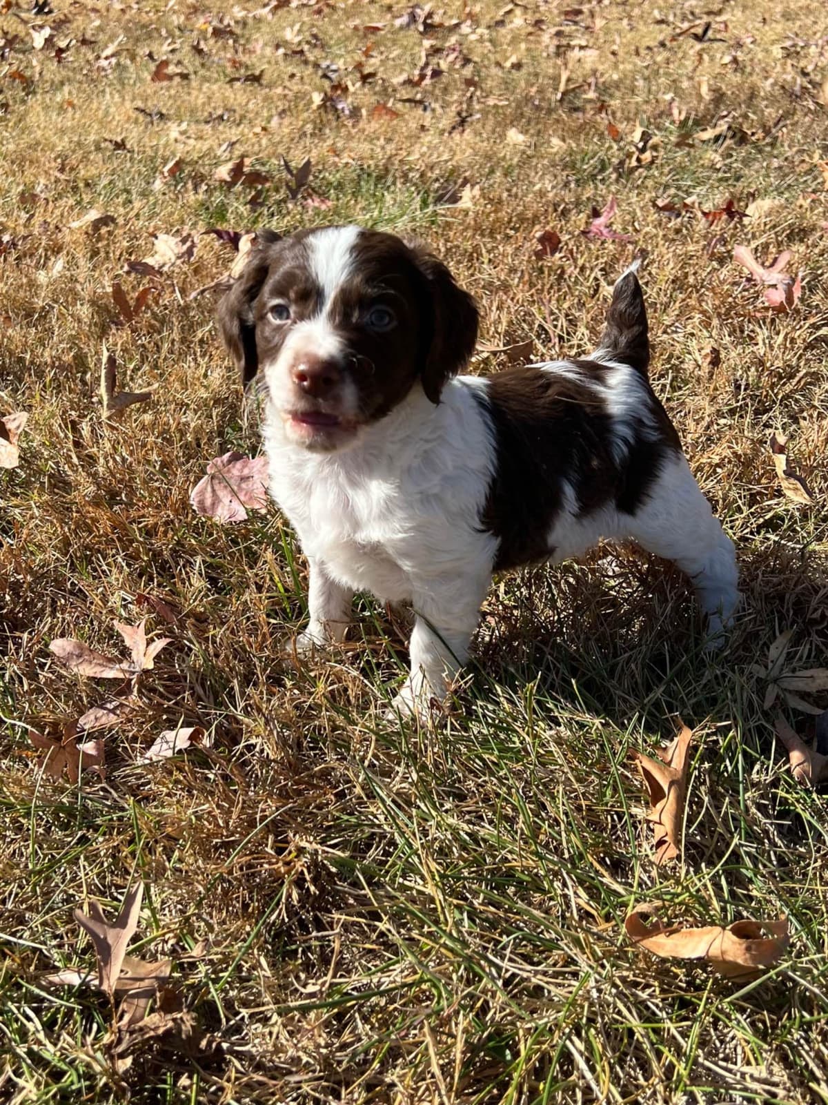 Brittany Puppies breeder image 6