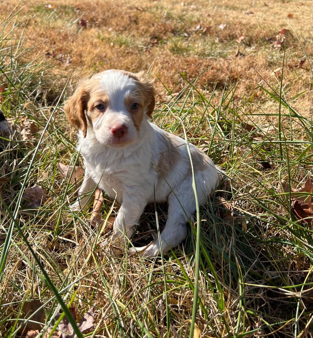 Brittany Puppies breeder image 7