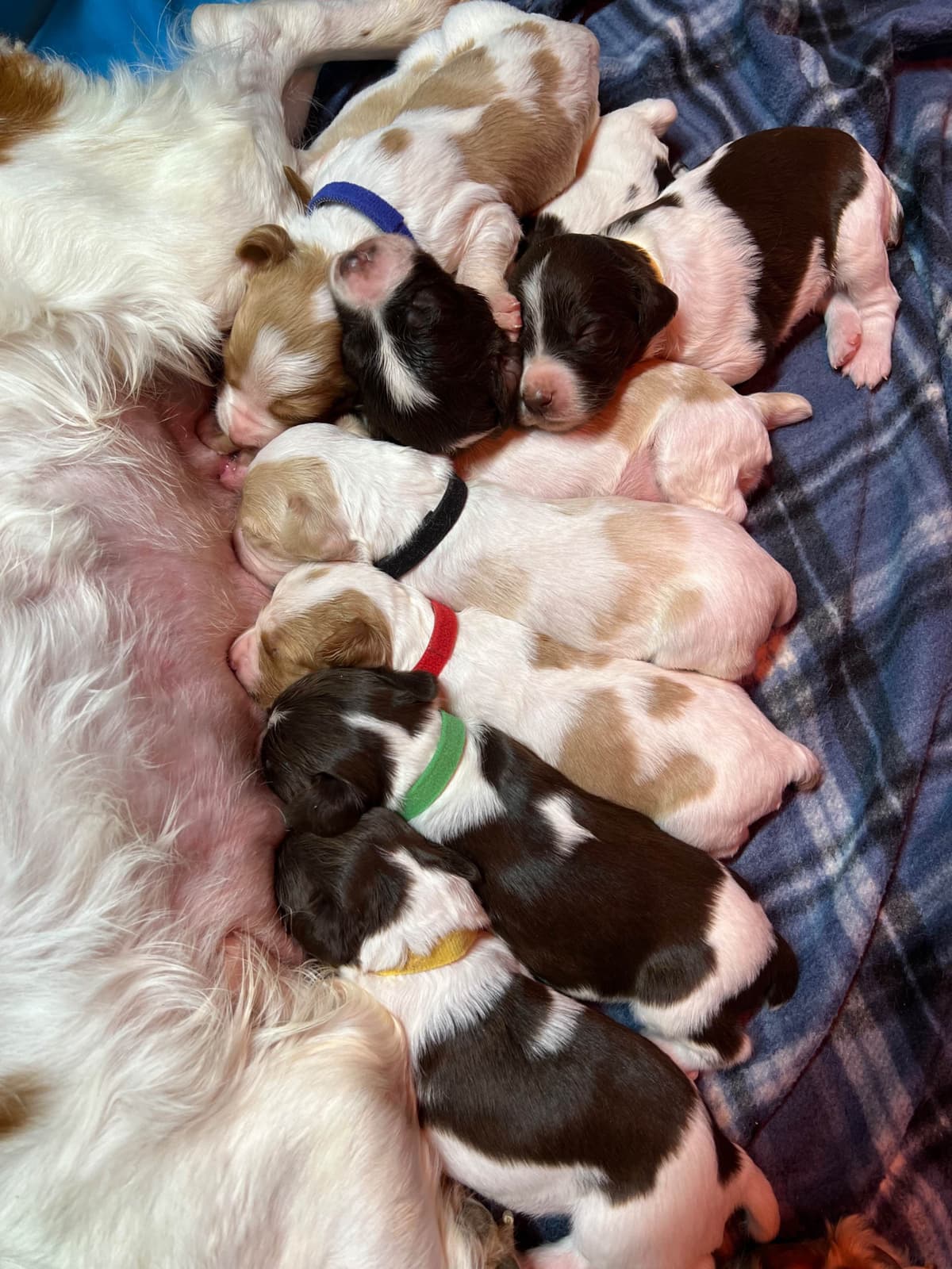 Brittany Puppies breeder image 1