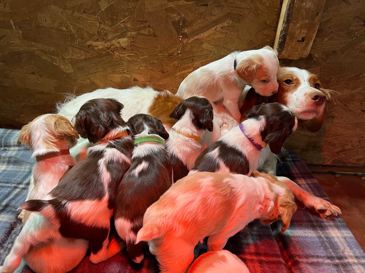 Brittany Puppies breeder image 3