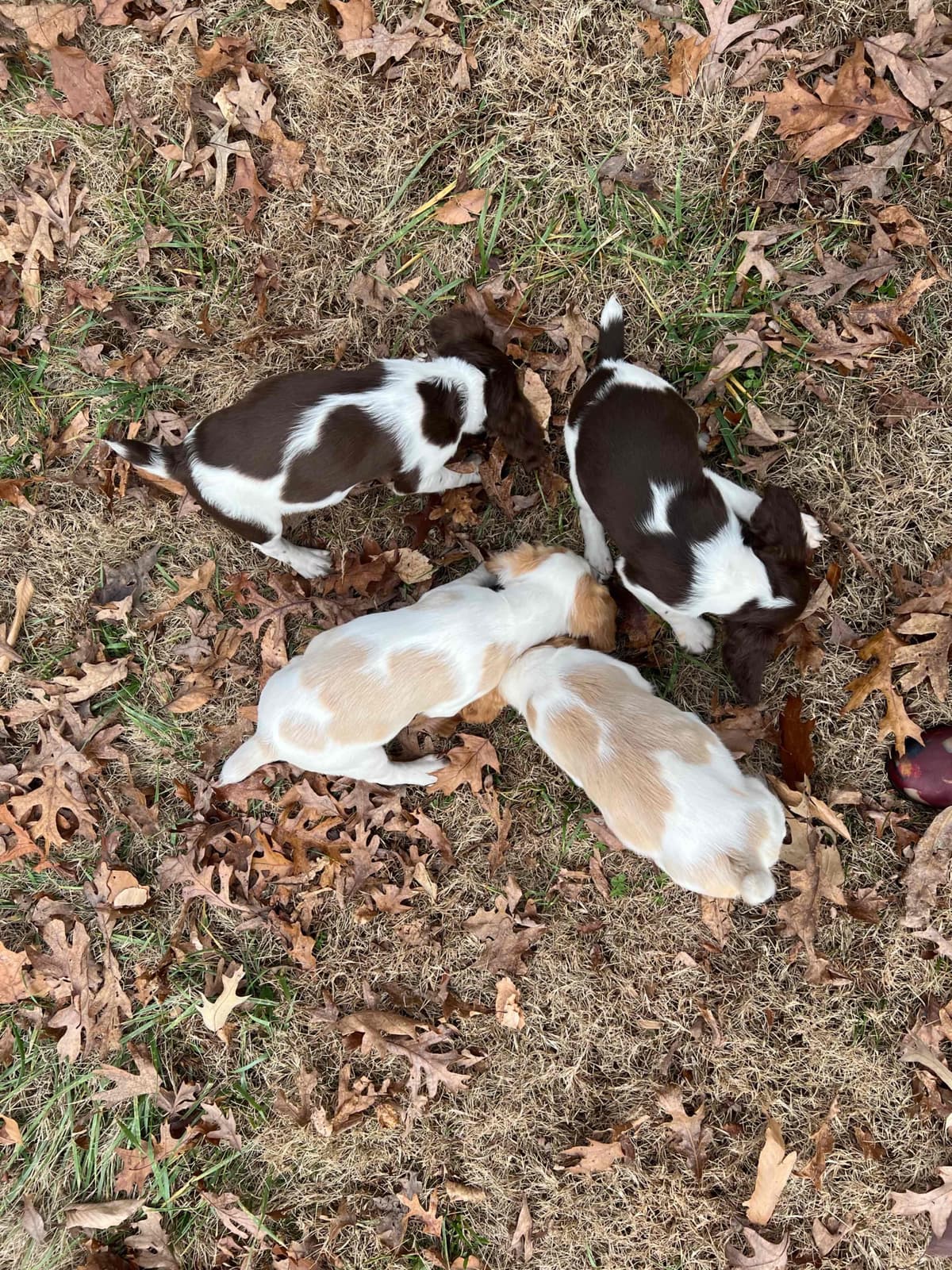Brittany Puppies breeder image 2