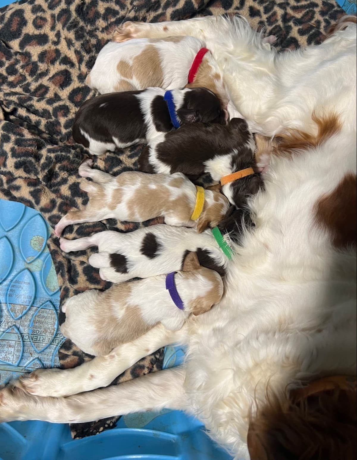 Brittany Puppies breeder image 28