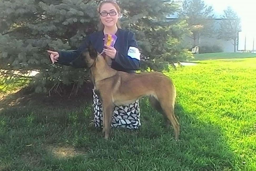 Quality Belgian Malinois Puppies breeder image 1