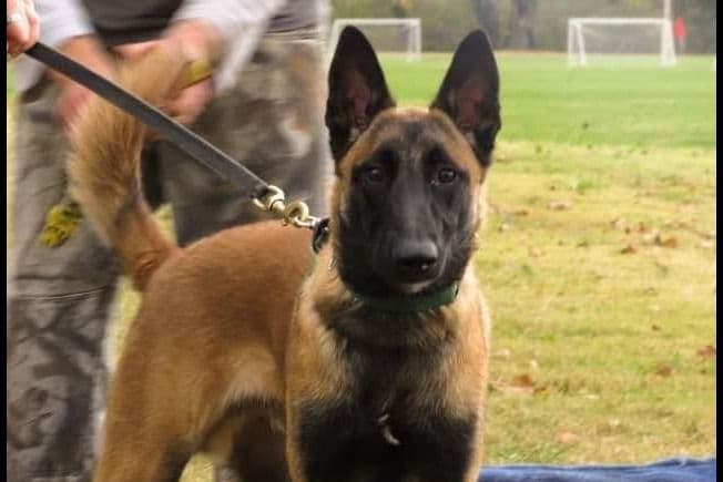 Quality Belgian Malinois Puppies breeder image 4
