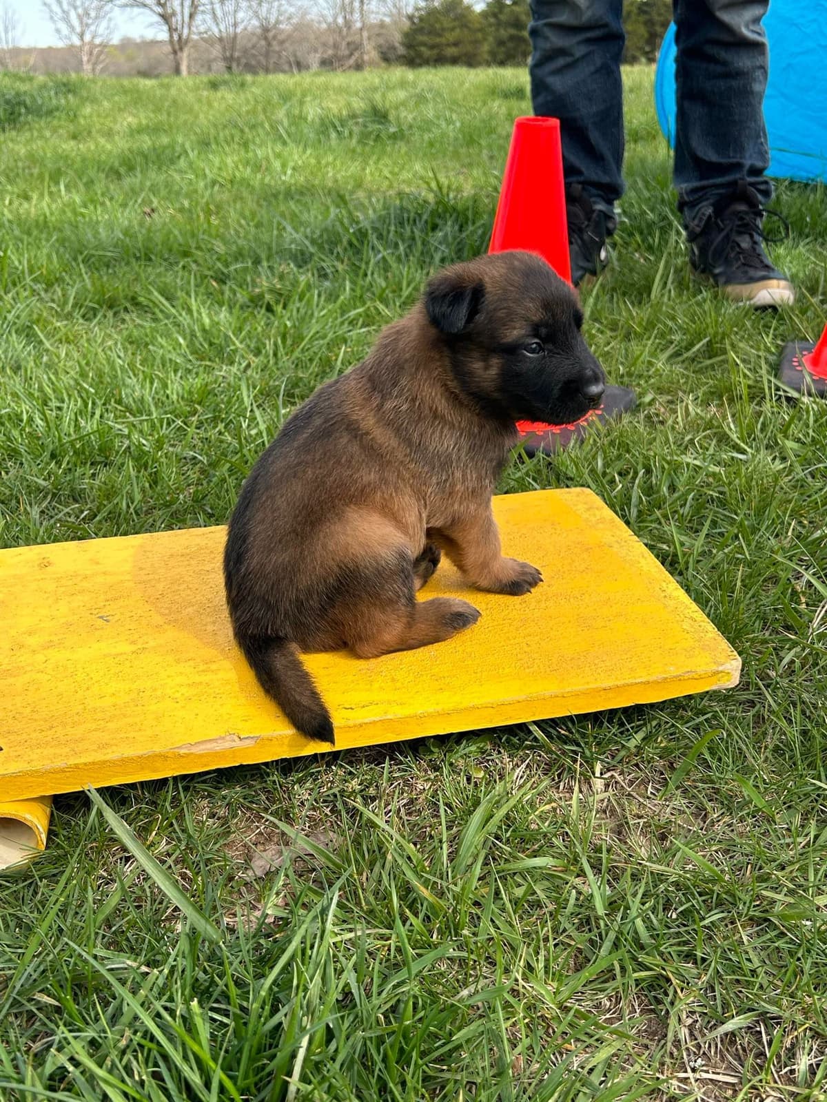Quality Belgian Malinois Puppies breeder image 5