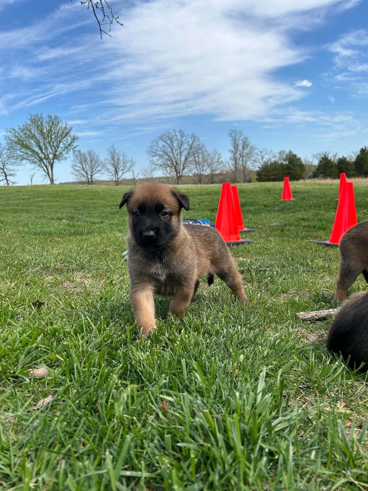 Quality Belgian Malinois Puppies breeder image 6