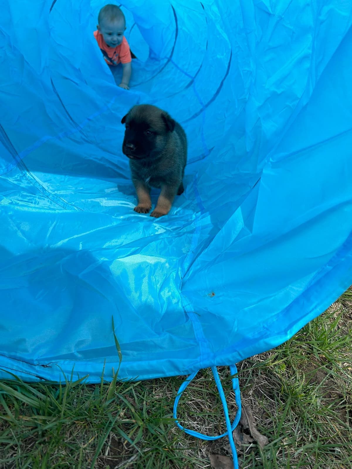 Quality Belgian Malinois Puppies breeder image 8
