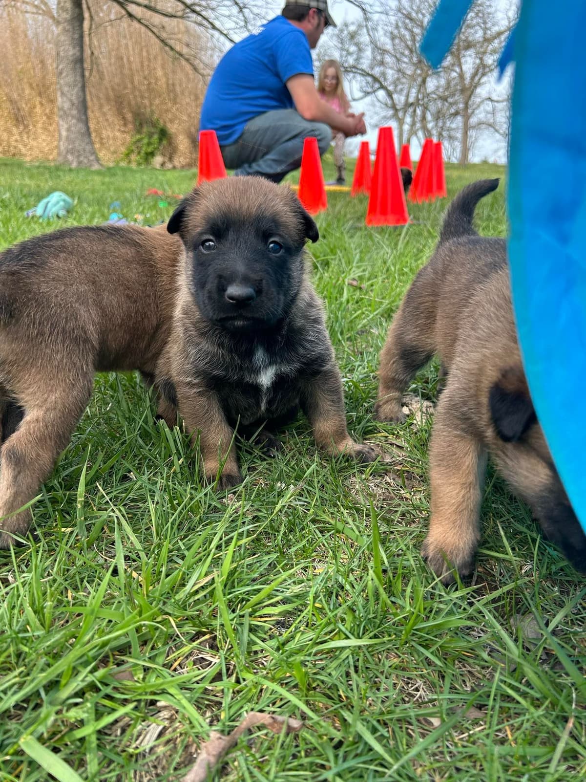 Quality Belgian Malinois Puppies breeder image 9