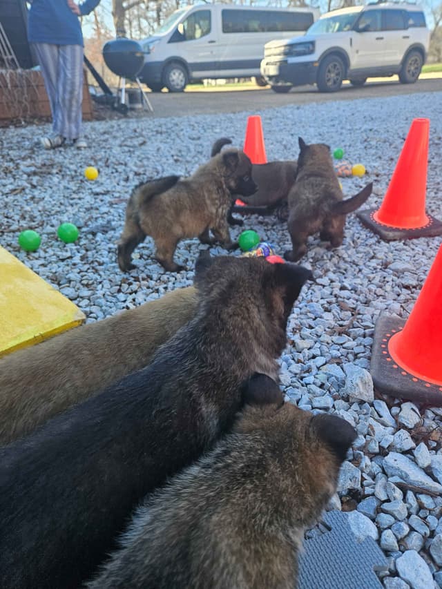 Quality Belgian Malinois Puppies media 4