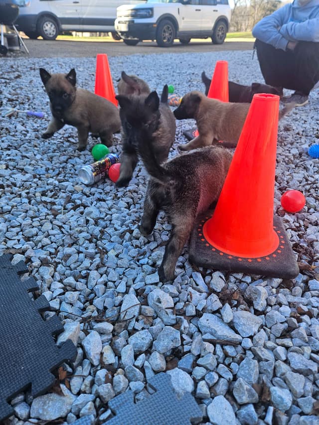 Quality Belgian Malinois Puppies media 6