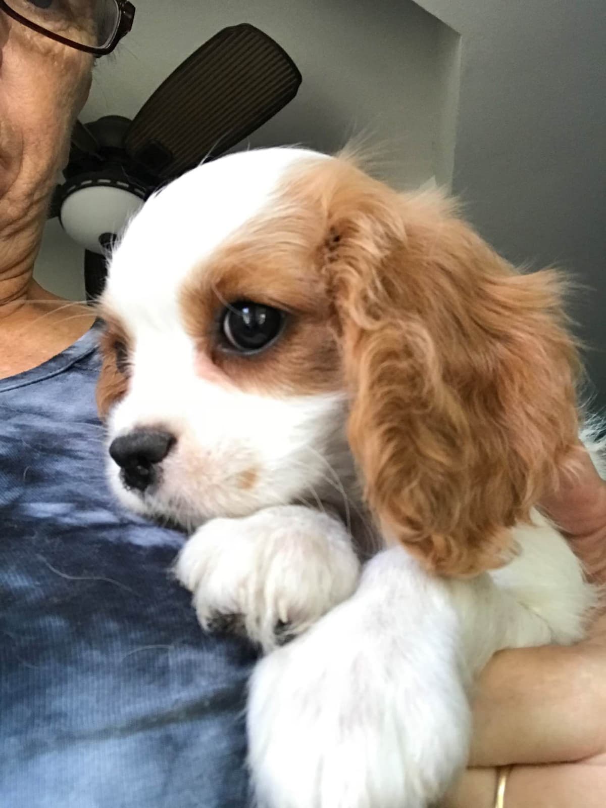 Cavalier King Charles Spaniel Puppies breeder image 1