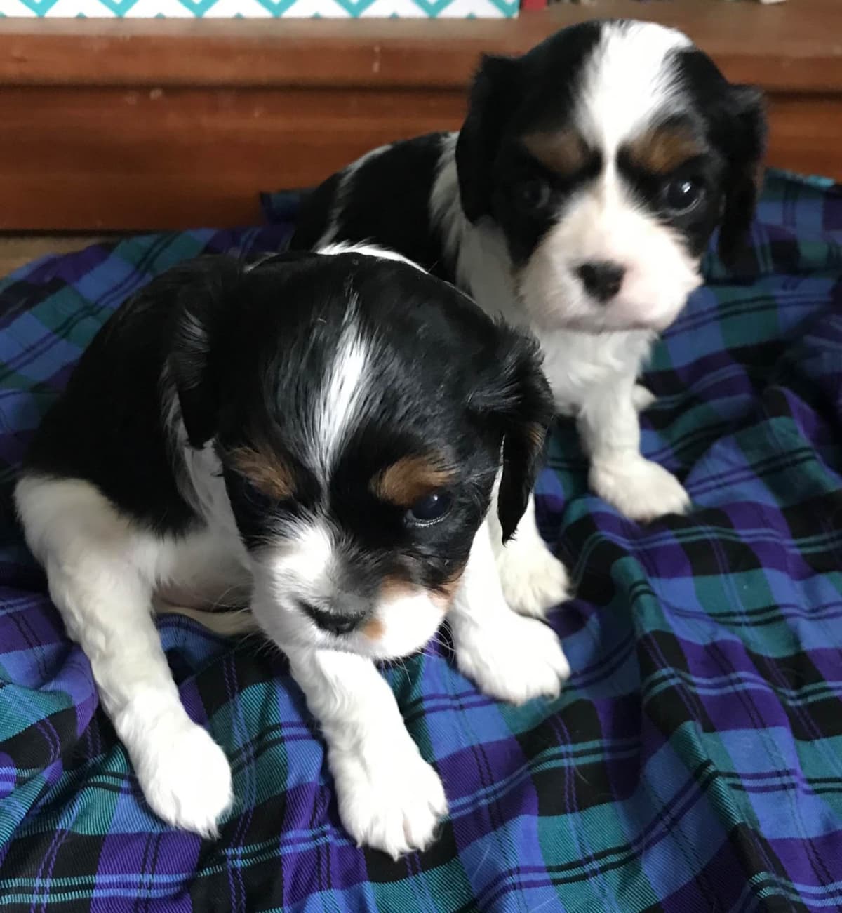 Cavalier King Charles Spaniel Puppies breeder image 2