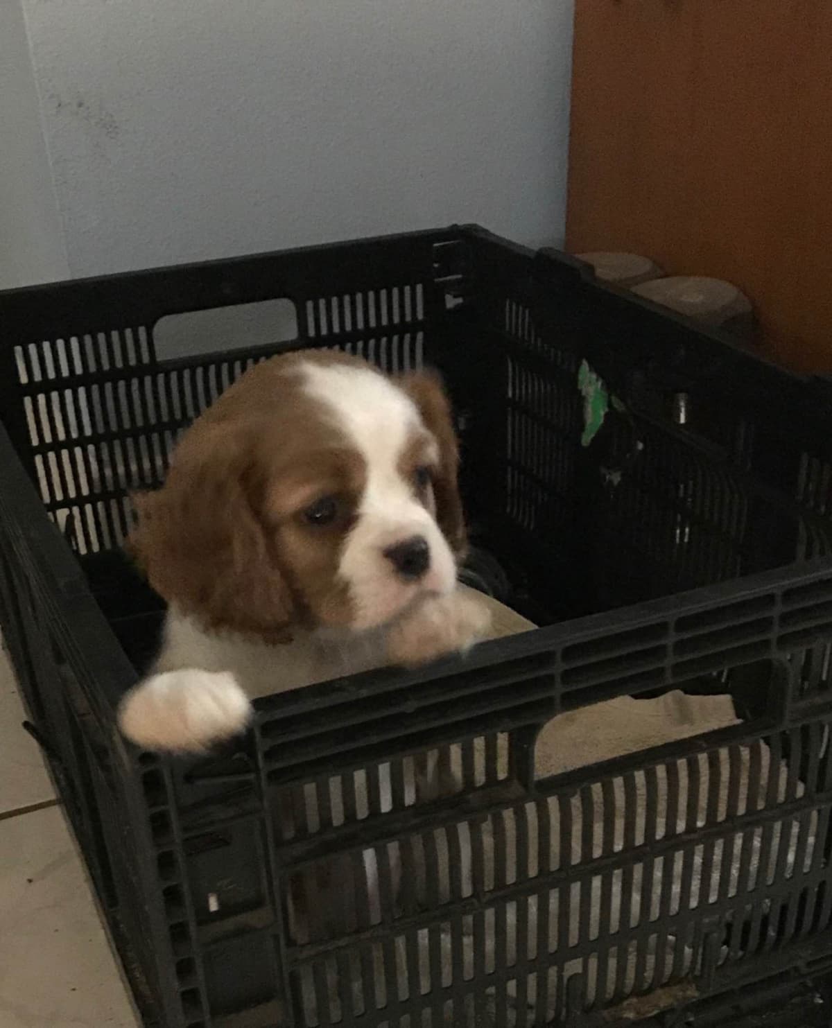 Cavalier King Charles Spaniel Puppies breeder image 3
