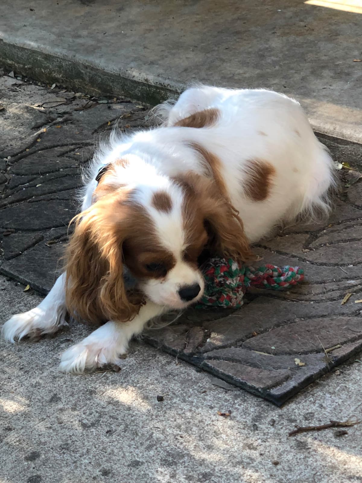Cavalier King Charles Spaniel Puppies breeder image 9