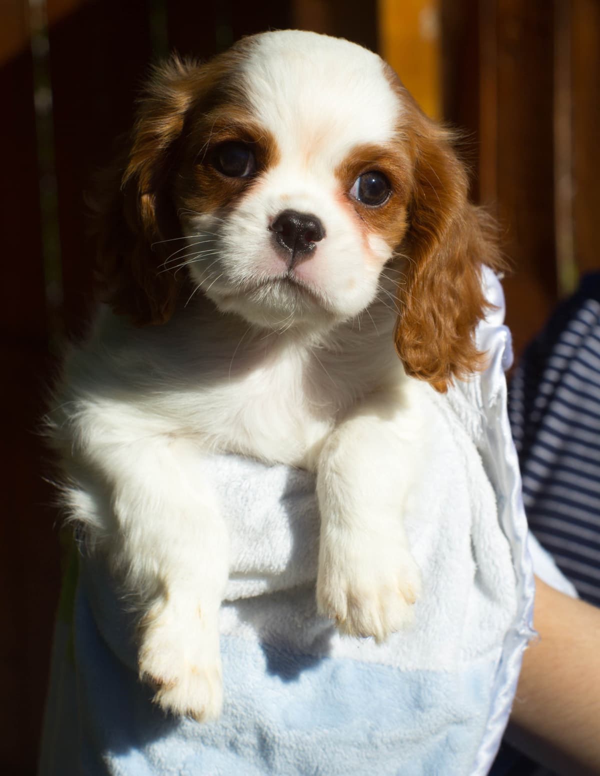 Cavalier King Charles Spaniel Puppies breeder image 7