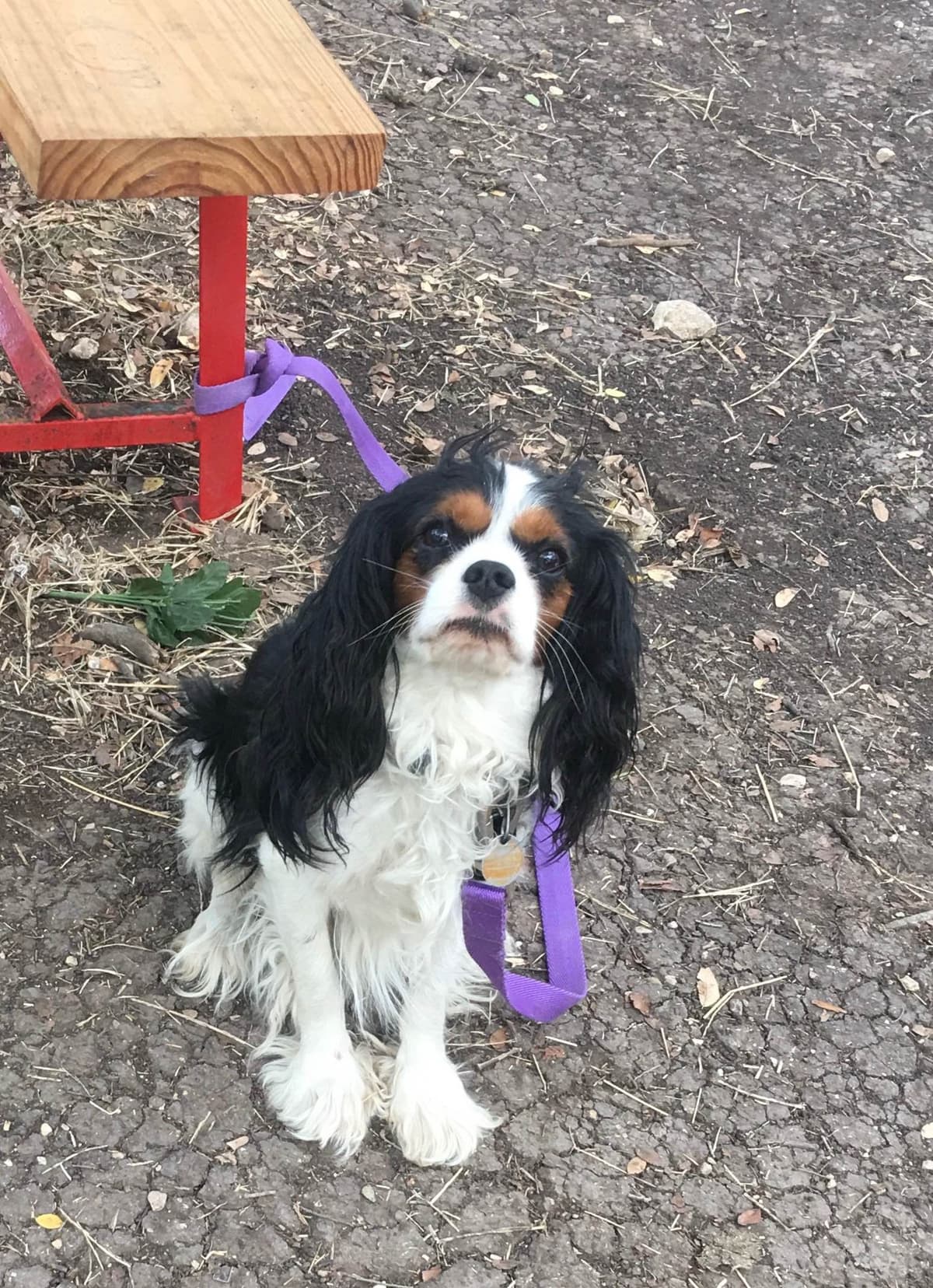 Cavalier King Charles Spaniel Puppies breeder image 5