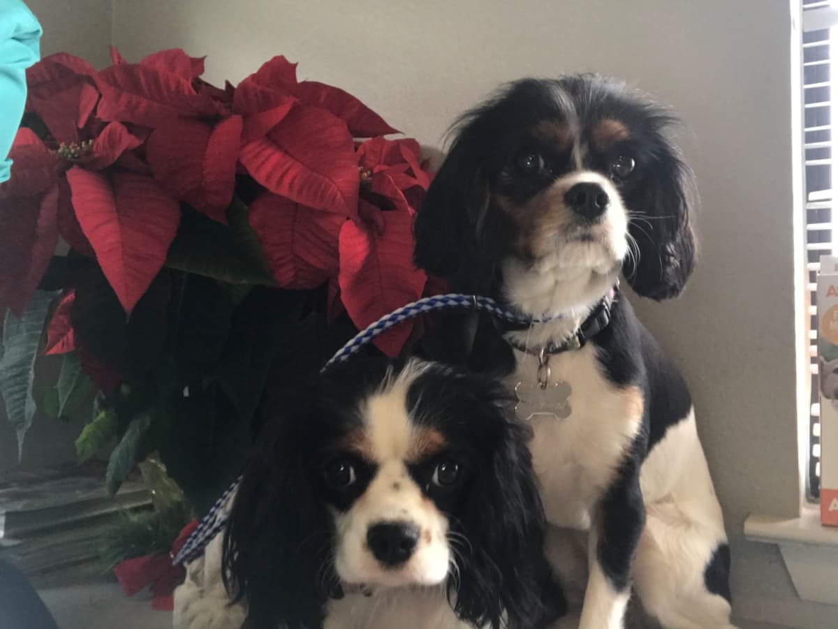 Cavalier King Charles Spaniel Puppies breeder image 4
