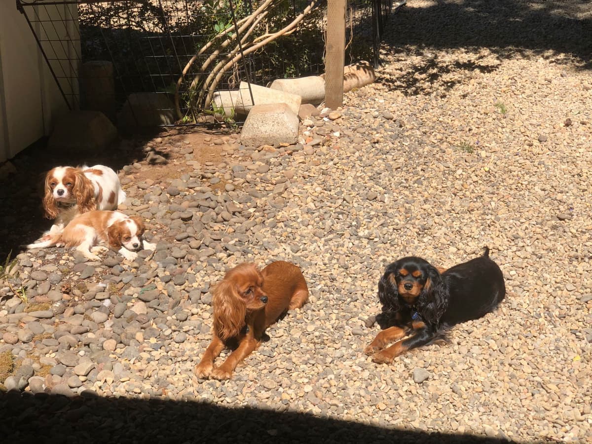 Cavalier King Charles Spaniel Puppies breeder image 6