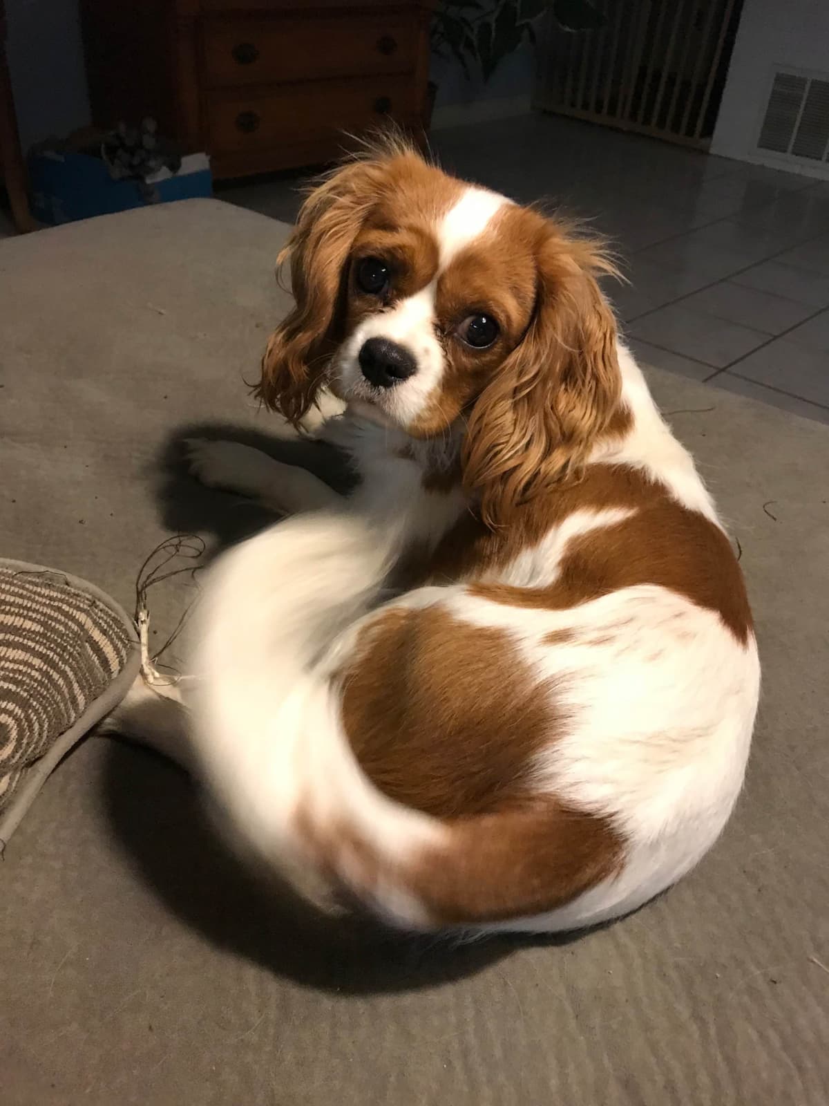 Cavalier King Charles Spaniel Puppies breeder image 8