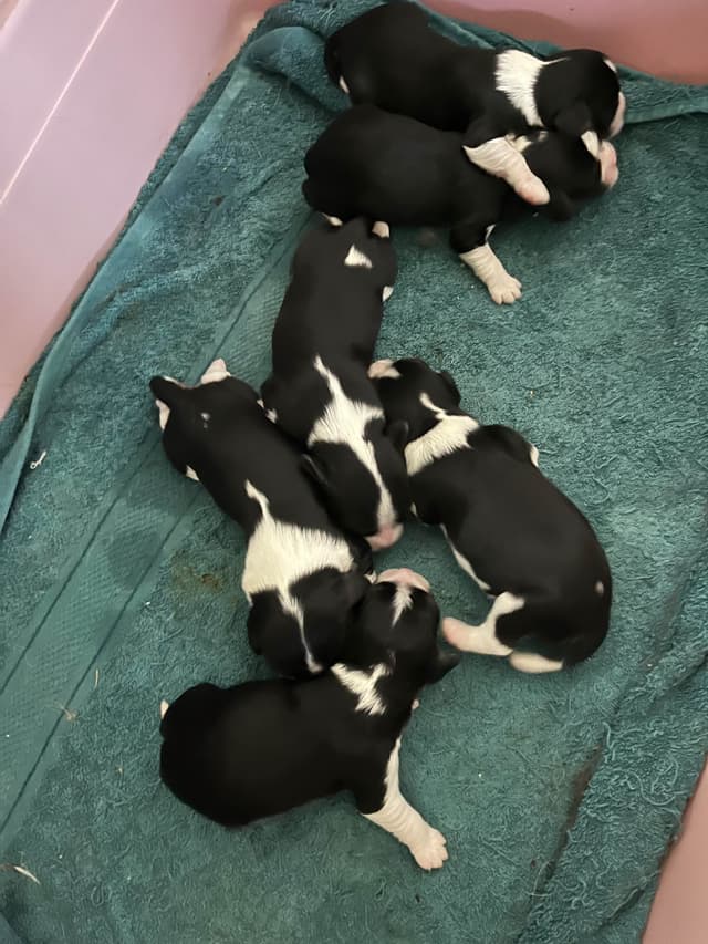 Cavalier King Charles Spaniel Puppies media 2