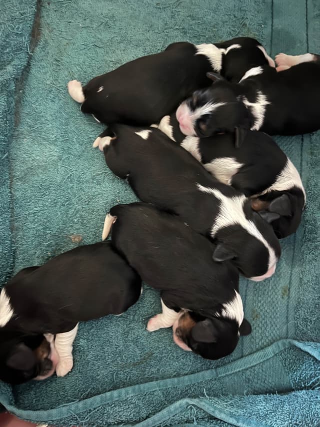 Cavalier King Charles Spaniel Puppies media 3
