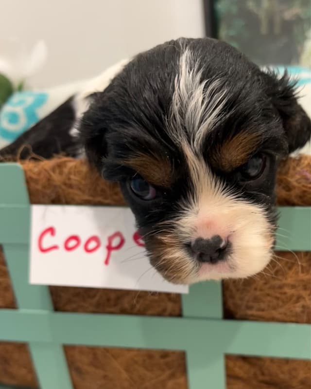 Cavalier King Charles Spaniel Puppies media 4