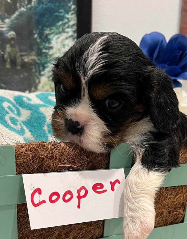 Cavalier King Charles Spaniel Puppies media 5