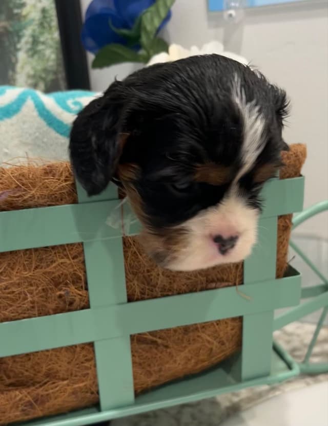 Cavalier King Charles Spaniel Puppies media 6