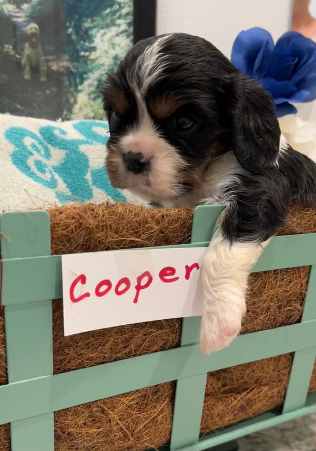 Cavalier King Charles Spaniel Puppies media 8