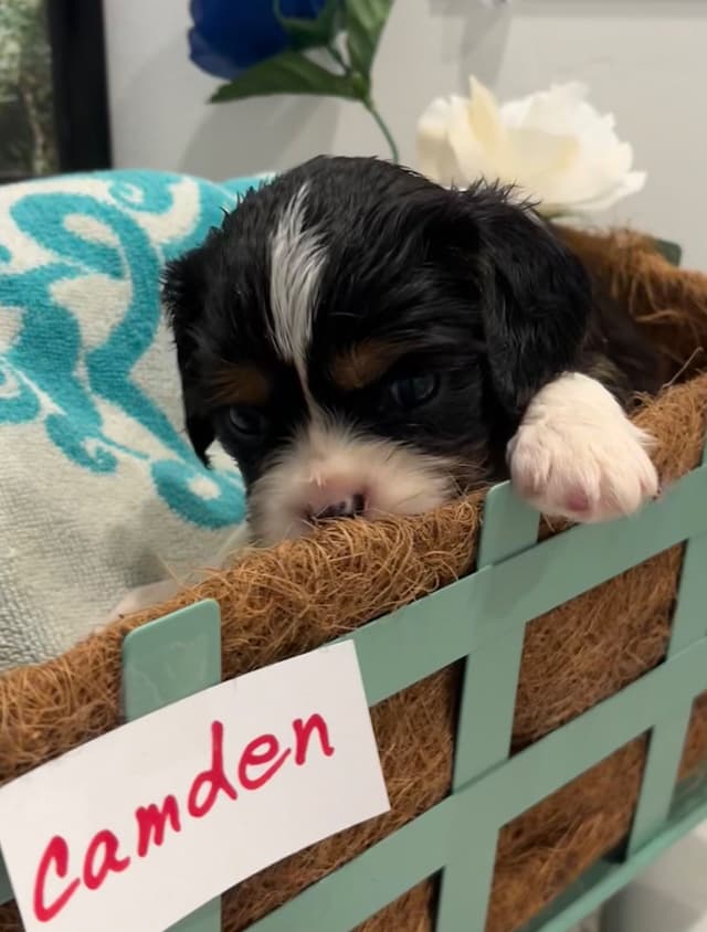 Cavalier King Charles Spaniel Puppies media 7