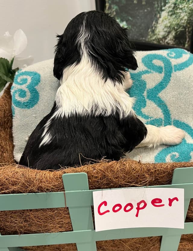 Cavalier King Charles Spaniel Puppies media 9