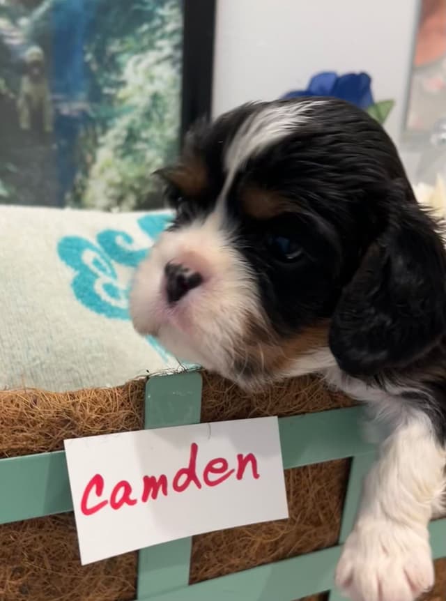 Cavalier King Charles Spaniel Puppies media 10