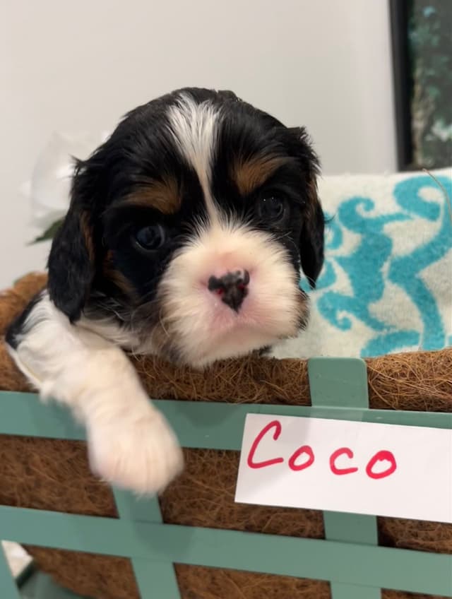 Cavalier King Charles Spaniel Puppies media 11