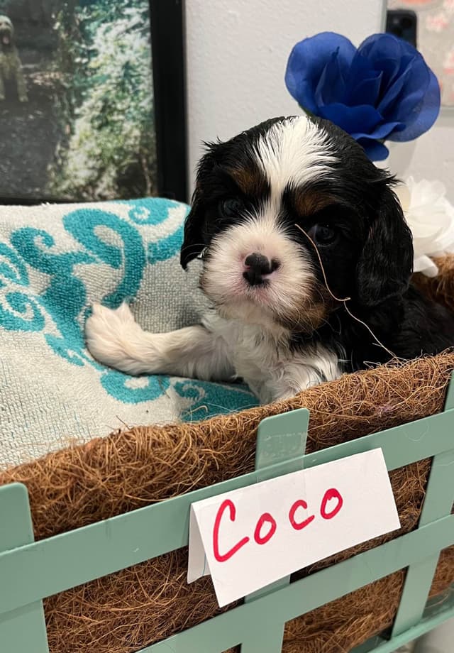 Cavalier King Charles Spaniel Puppies media 13