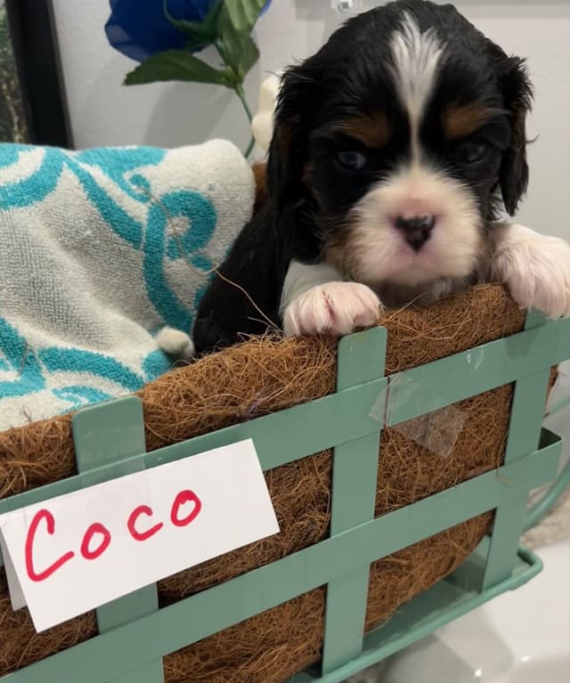 Cavalier King Charles Spaniel Puppies media 14