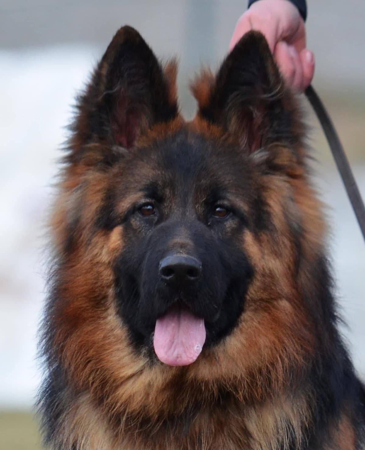 Solid black stock coat female breeder image 1