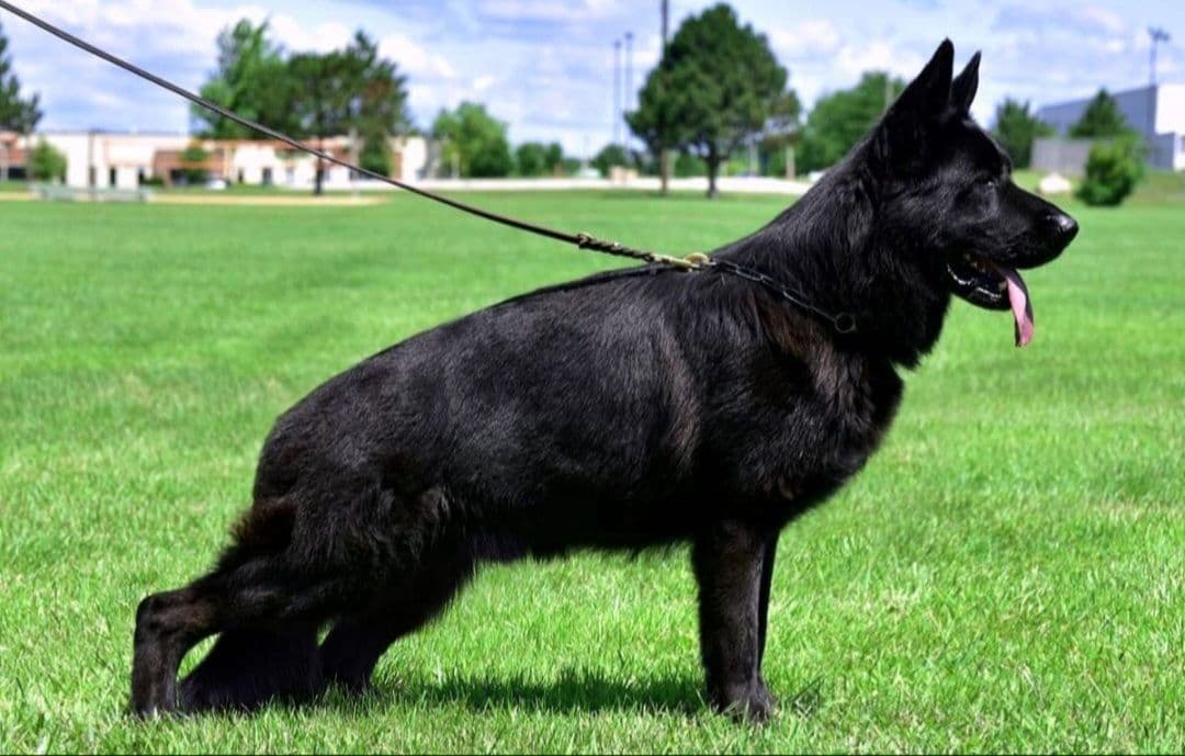 Solid black stock coat female breeder image 4