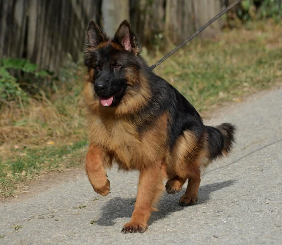 Solid black stock coat female breeder image 5