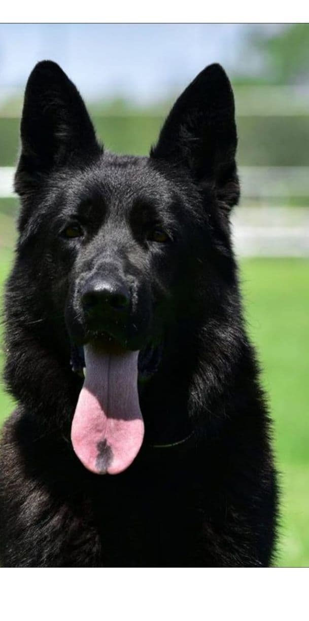 Solid black stock coat female breeder image 6